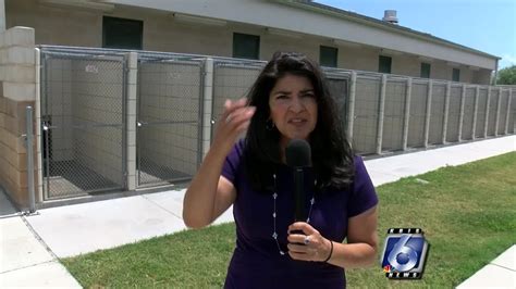 Corpus christi animal control - There is no doubt that the city of Corpus Christi has a stray dog problem. Shelter employee Amanda Mihalko said, "were getting about 100 calls a day." Animal control is doing everything they can to eliminate the problem, but the problem is much bigger than the solution. "It’s frustrating because its a double edged sword.